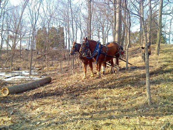 Harvesting trees with horses