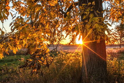 Wisconsin sunset through Hickory Tree